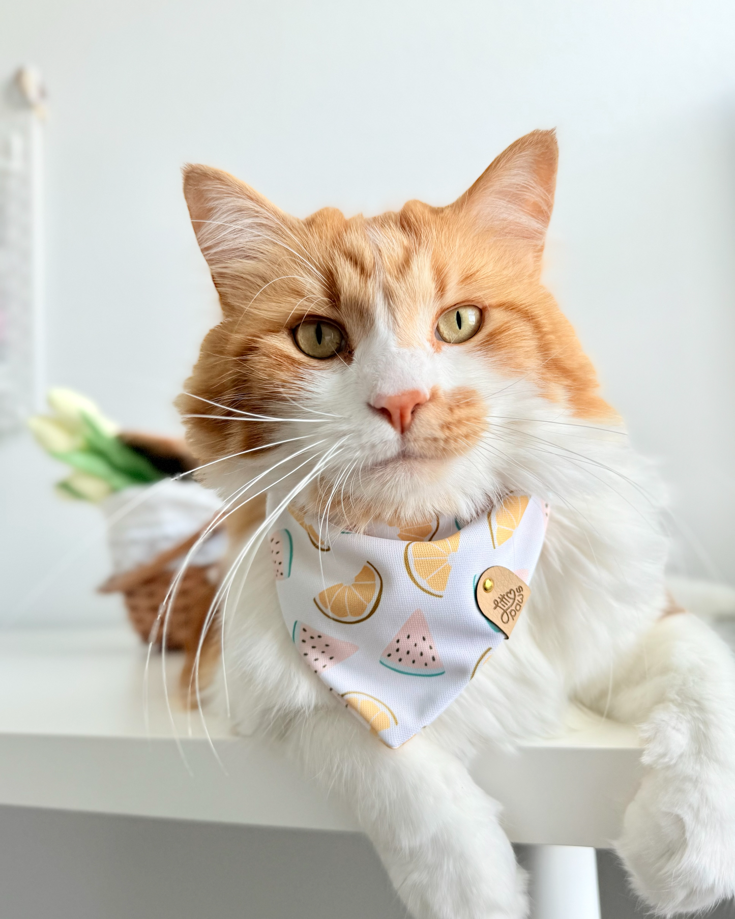 Citrus Splash Dog Bandana