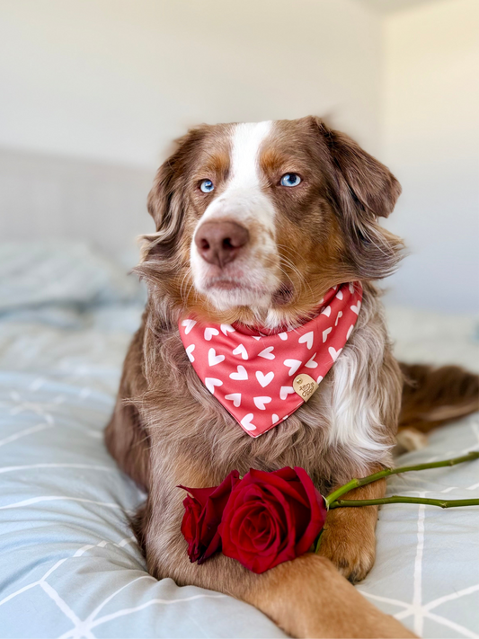 Classic Red & White Hearts Pet Bandana