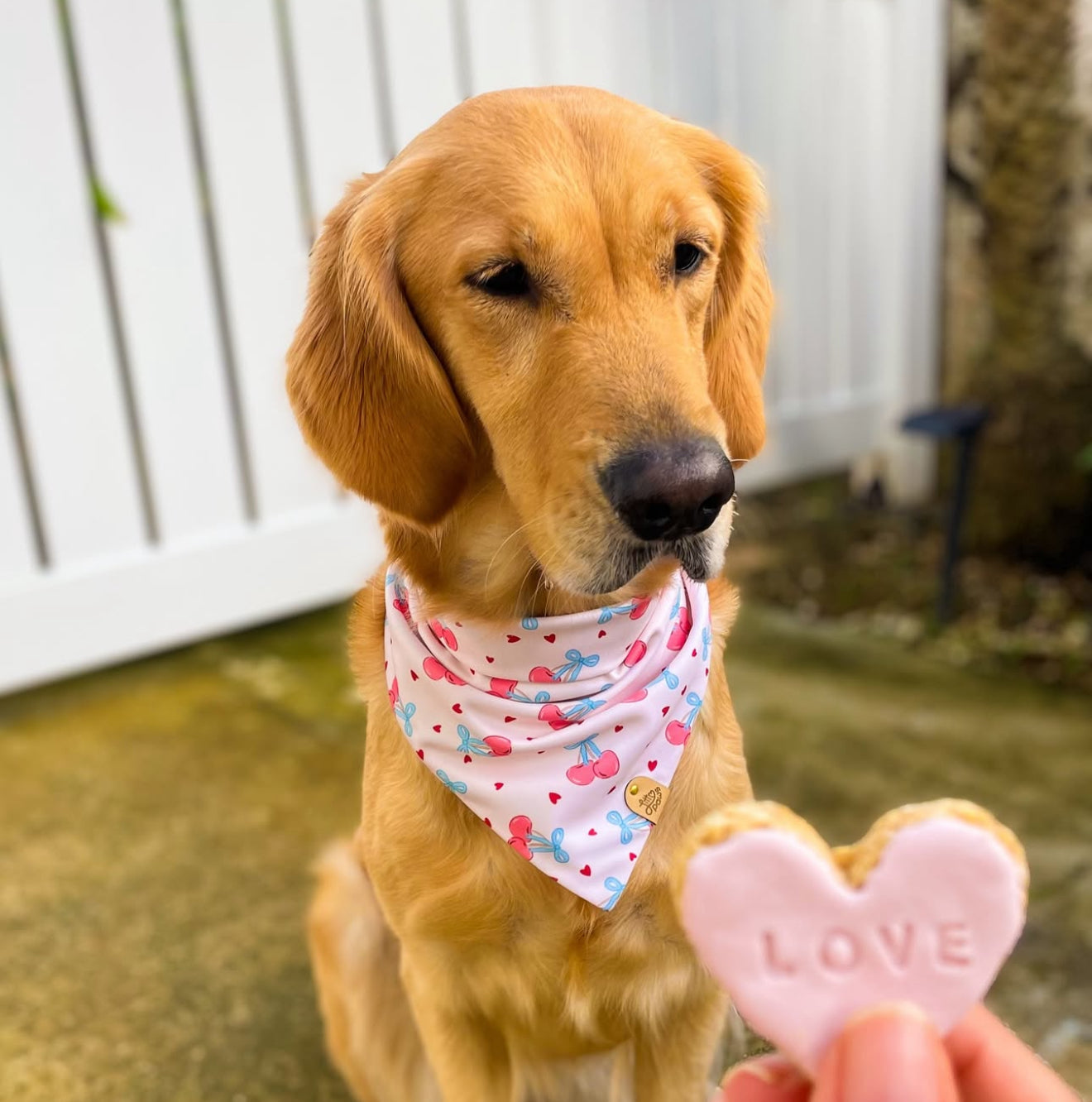 Sweetheart Cherries Pet Bandana