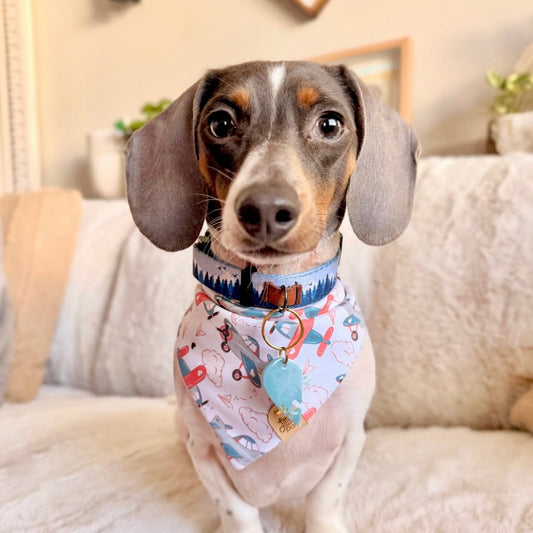 Love is in the Air Pet Bandana