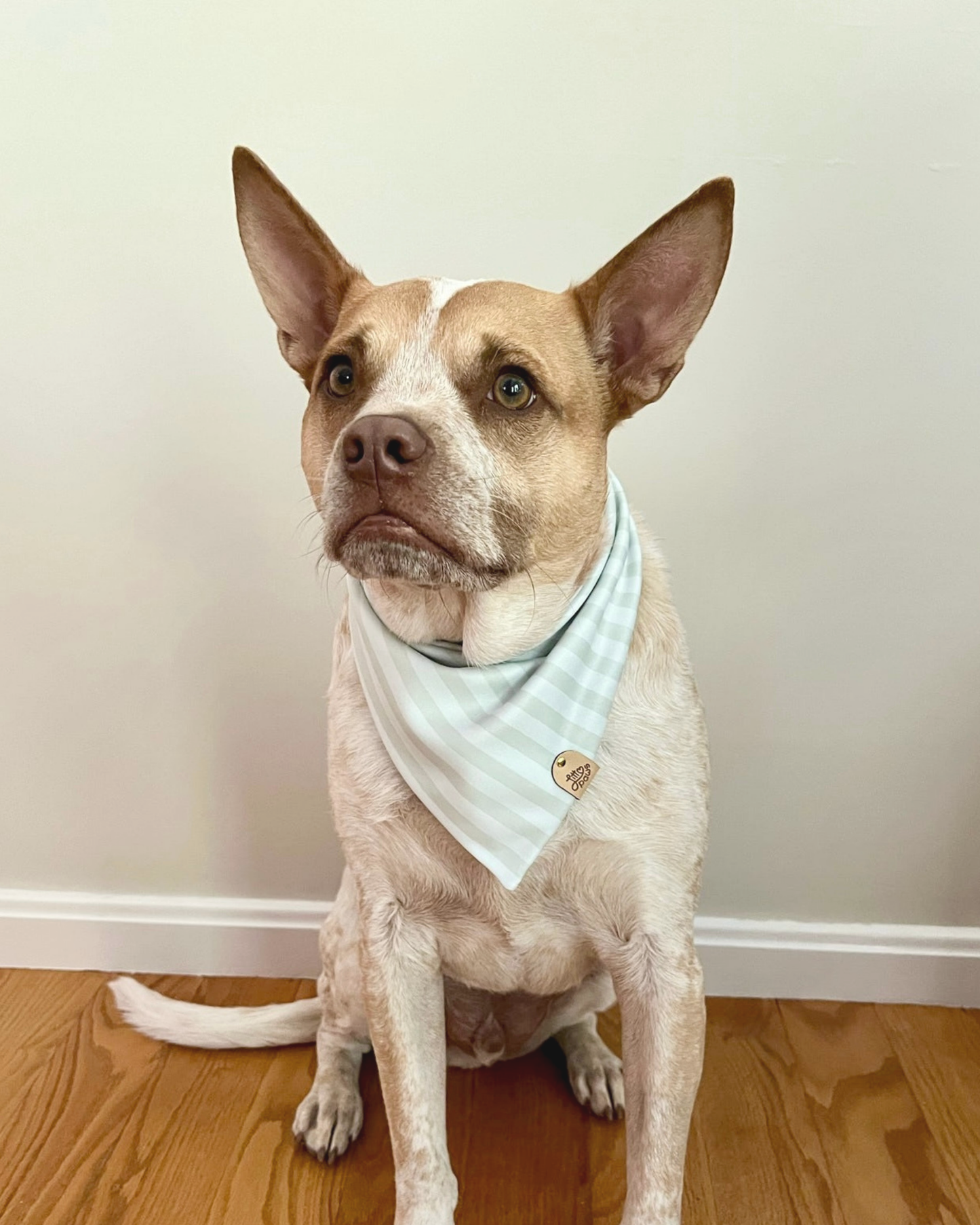 Fundraiser for Levi Dog Bandana