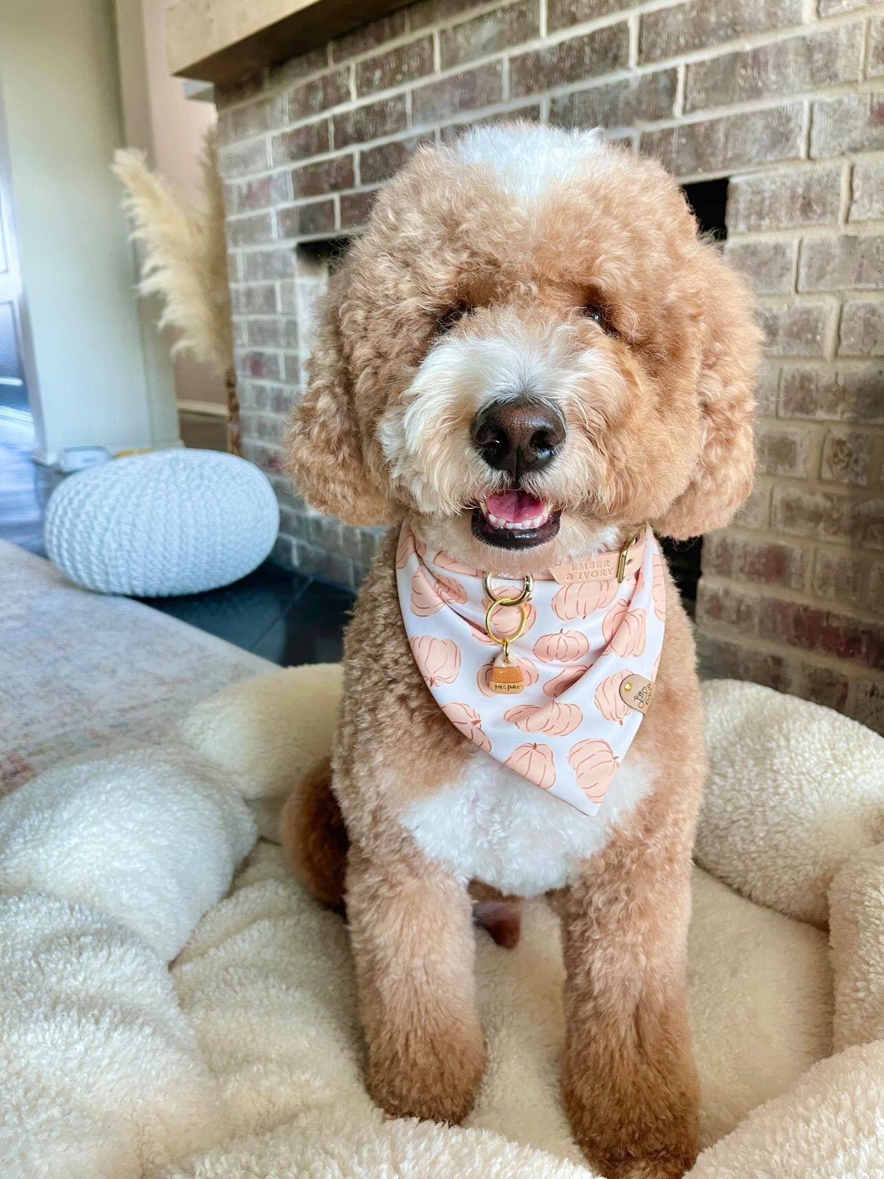 Pumpkin Patch Pet Bandana