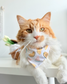 Citrus Splash Dog Bandana
