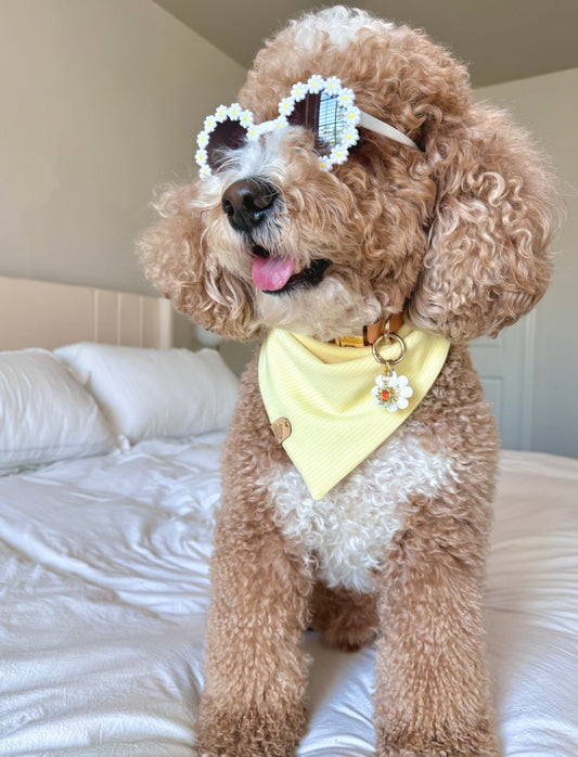 Springtime Sunshine - Yellow Knit Dog Bandana