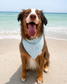 Seashell Cove Dog Bandana