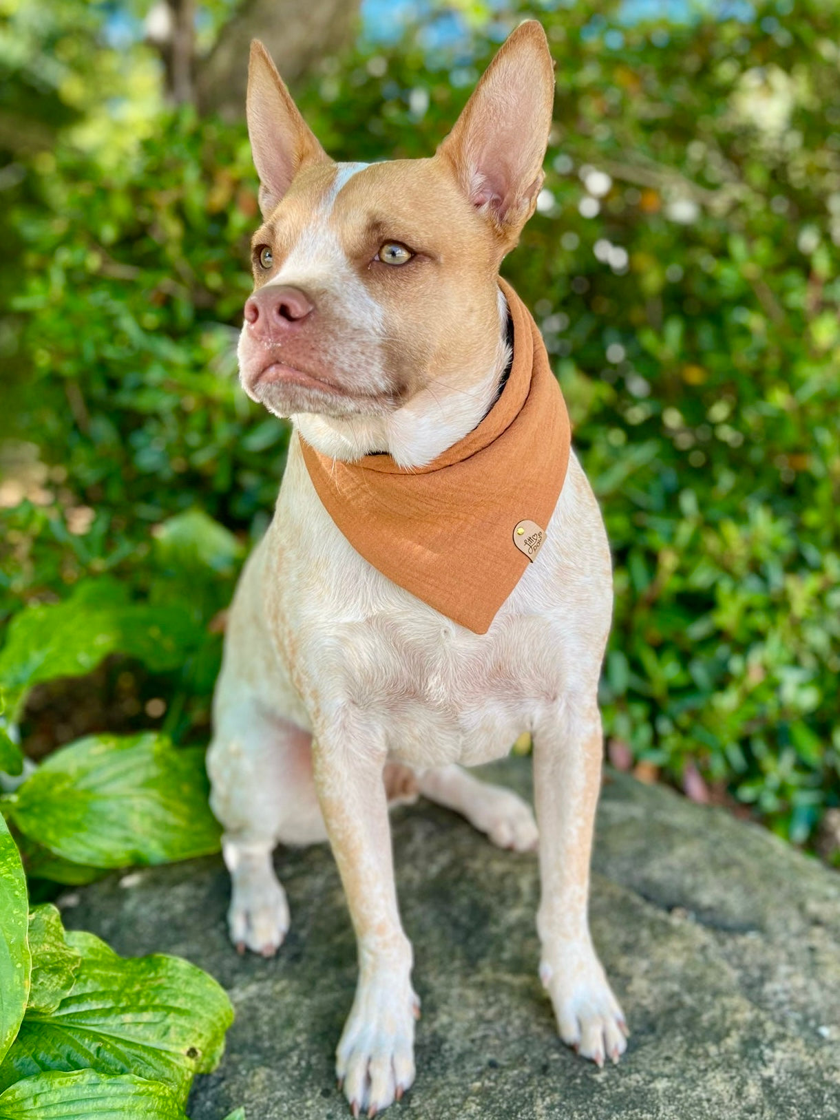 Cozy Knit Fall Pet Bandana