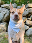 Fundraiser for Levi Dog Bandana