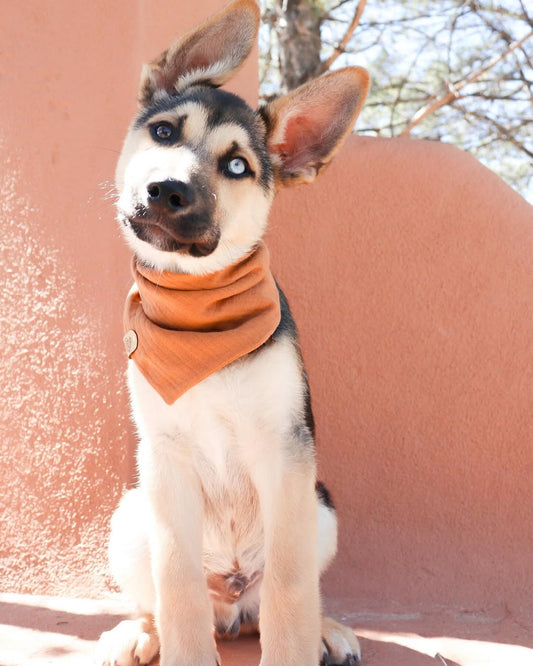 Cozy Knit Fall Pet Bandana