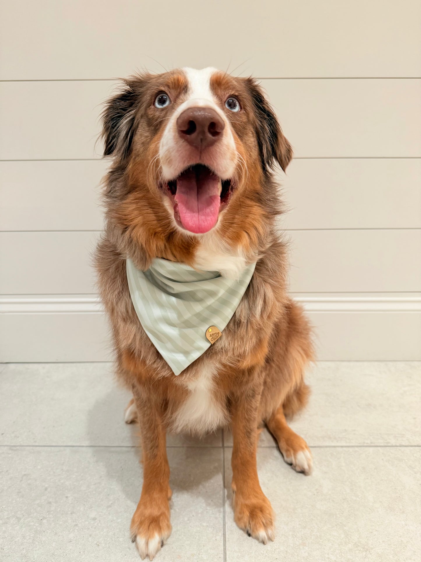 Fundraiser for Levi Dog Bandana