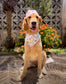 Lemon Bloom Dog Bandana