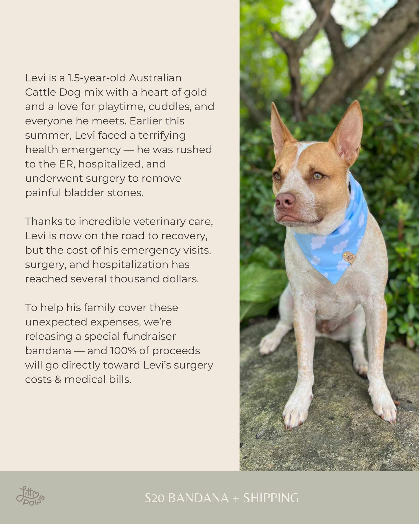 Fundraiser for Levi Dog Bandana