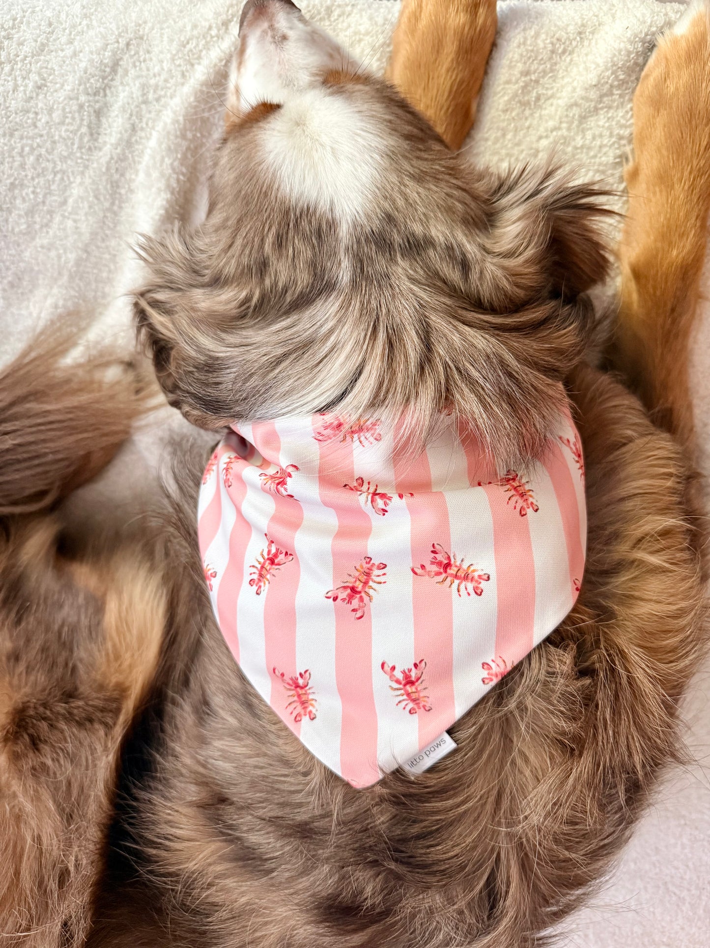 Lobster Roll Dog Bandana