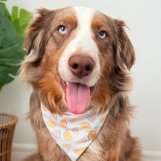 Citrus Splash Dog Bandana