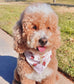 Gingerbread Pet Bandana
