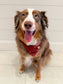 Holiday Gift Box Pet Bandana