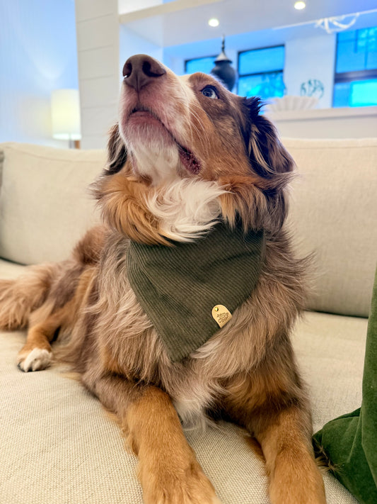 Olive Corduroy Winter Pet Bandana