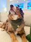 Olive Corduroy Winter Pet Bandana