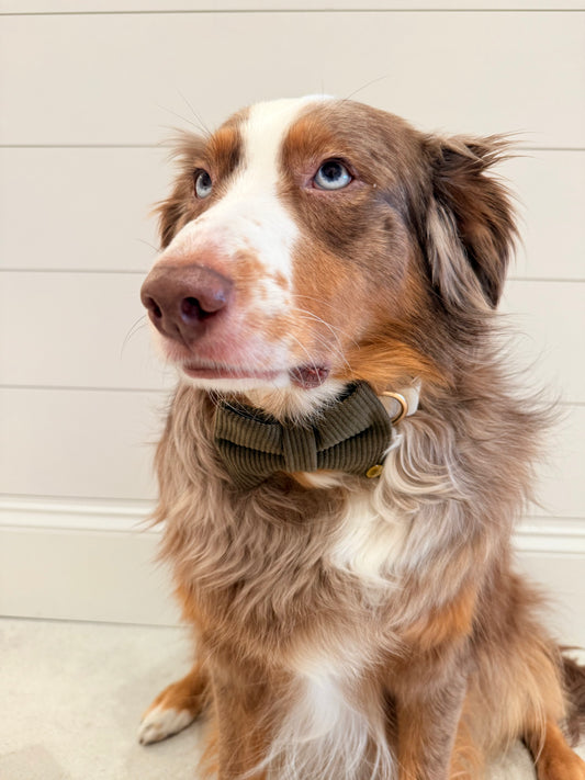 Olive Corduroy Dog Bow