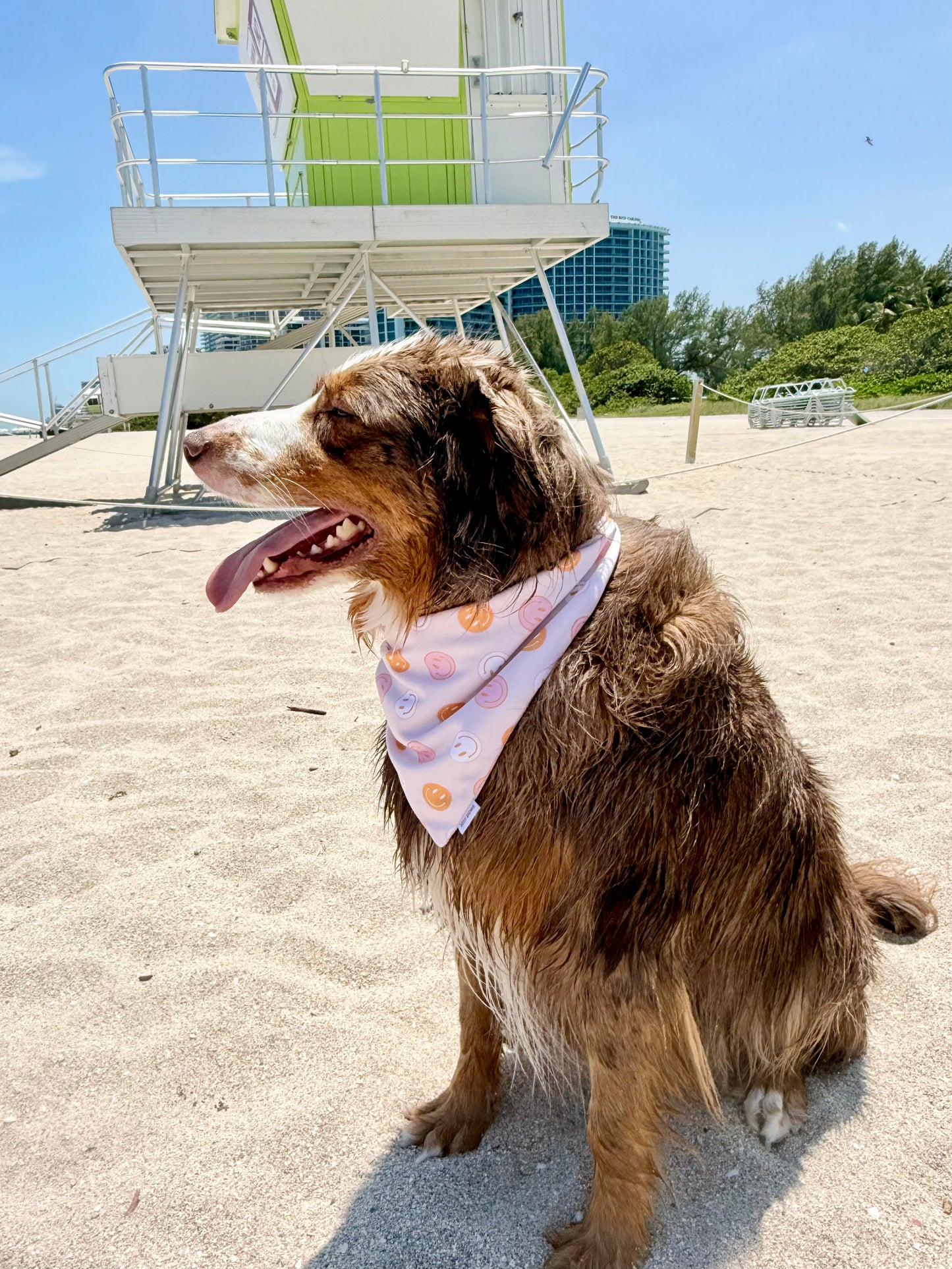 Sunny Daze Dog Bandana