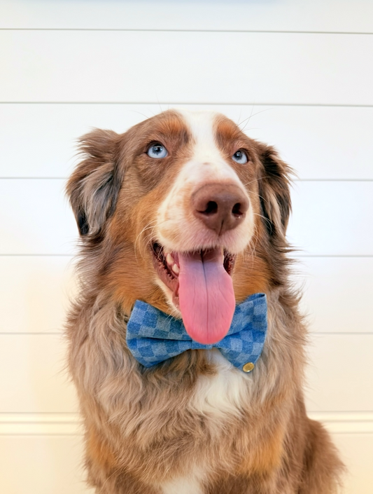 Denim Gingham Pet Bow