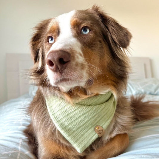 Light Earthy Green Pet Bandana