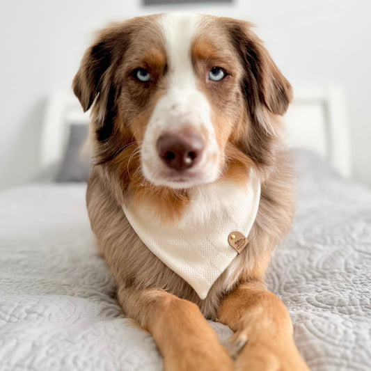 White Beige Checkered Knit Pet Bandana